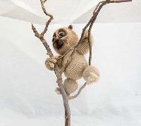 Loris