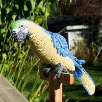 Macaw