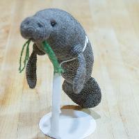 Manatee
