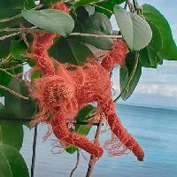 Orangutan