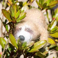 Sloth