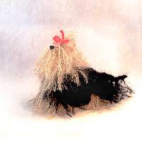 Yolanda the Yorkie