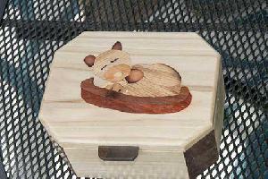 Sleeping cat